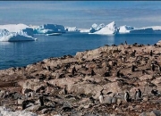 开云APP-南极洲杯集团赛展开，南极企鹅队表现不俗的简单介绍