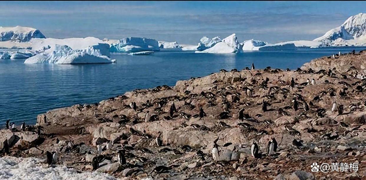 南极洲杯集团赛展开，南极企鹅队表现不俗的简单介绍