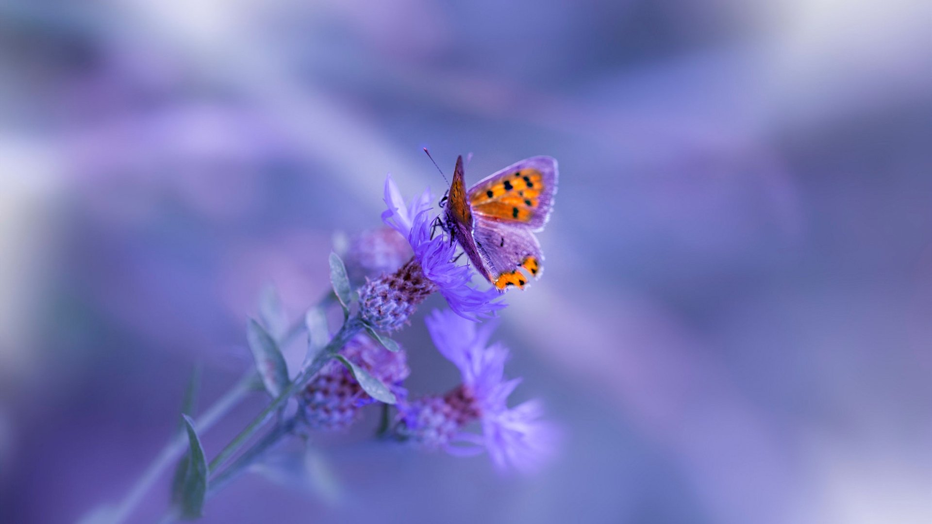 久保建英的魔法与喀麦隆的钢铁意志，当艺术足球遭遇硬仗哲学